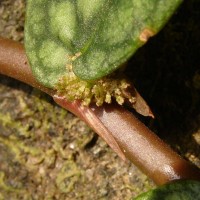Procris repens (Lour.) B.J.Conn & Hadiah